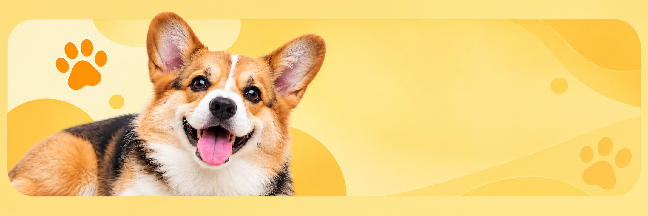 Corgi tricolor
